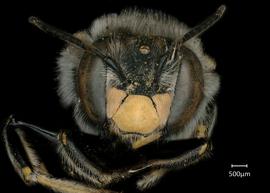   Anthidium maculosum nbsp;male face, photo: Jeni Sidwell
